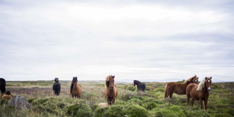 绝版文献如何重获新生？华宝斋定制出版：为学术机构与艺术品收藏者架起古籍传承之桥